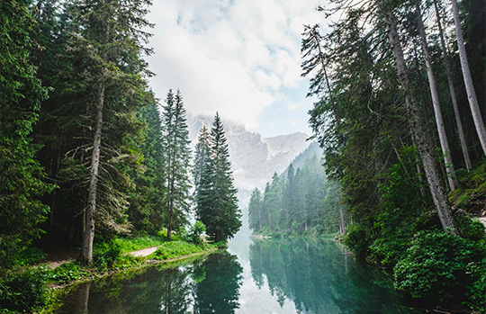 Photo de forêt